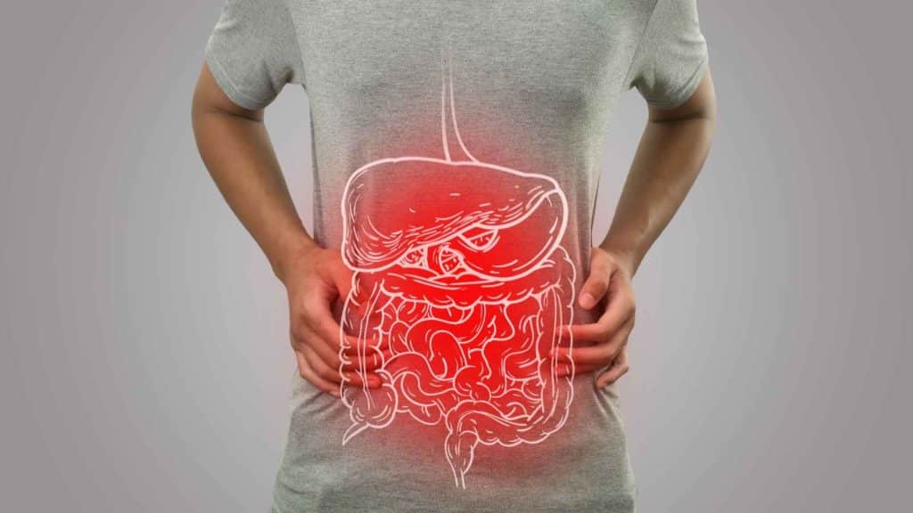 Digestive system visual explaining retatrutide side effects reported in clinical research
